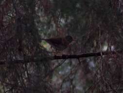 Image of Black-headed Nightingale-Thrush
