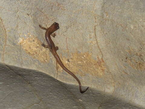 Image of Toothy Splayfoot Salamander