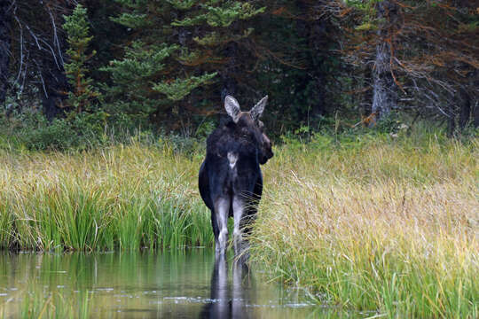 Слика од Alces alces shirasi Nelson 1914