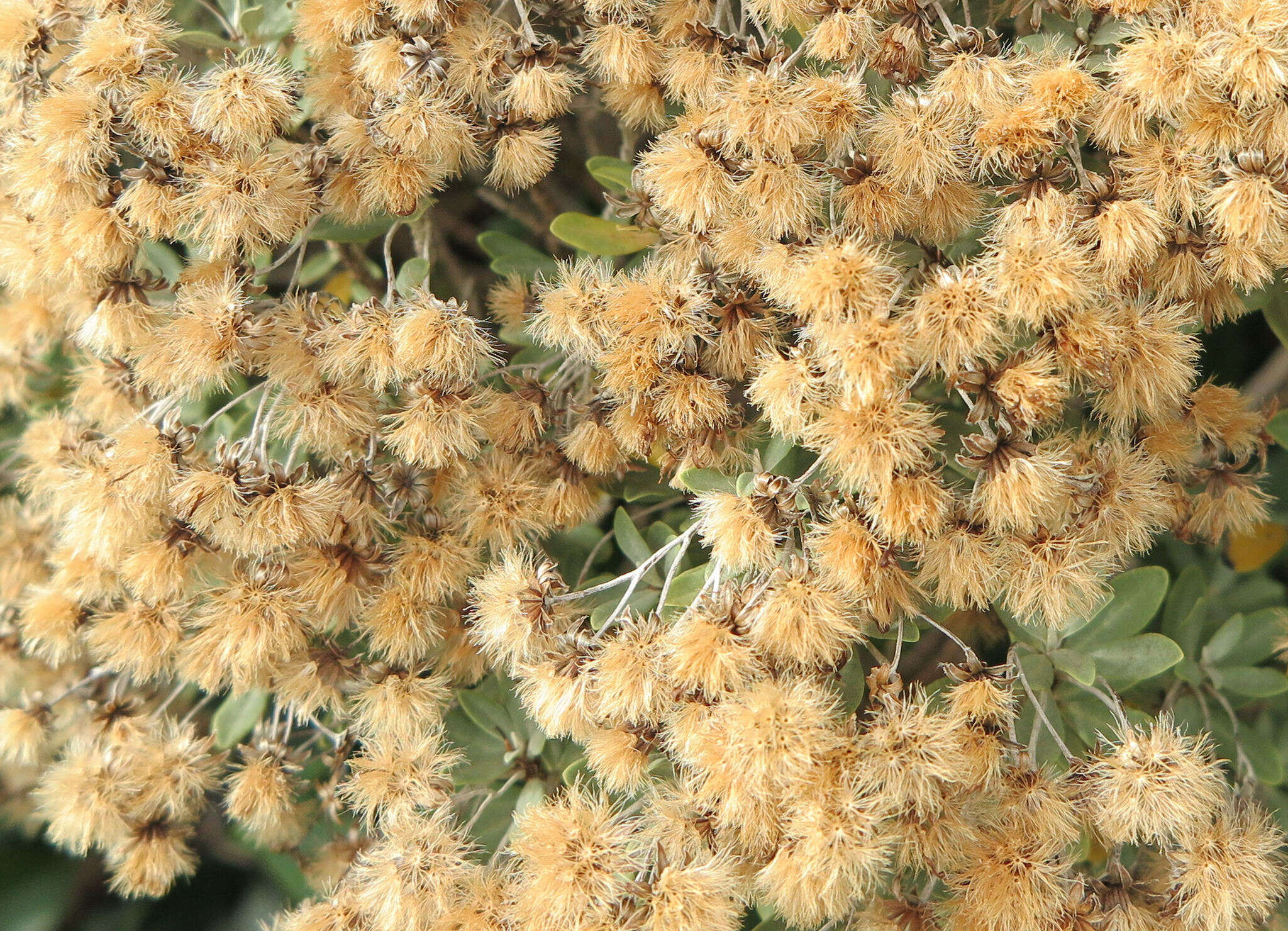 Image of Olearia moschata Hook. fil.