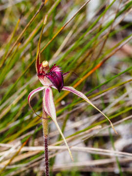 Image of Bats Ridges spider orchid