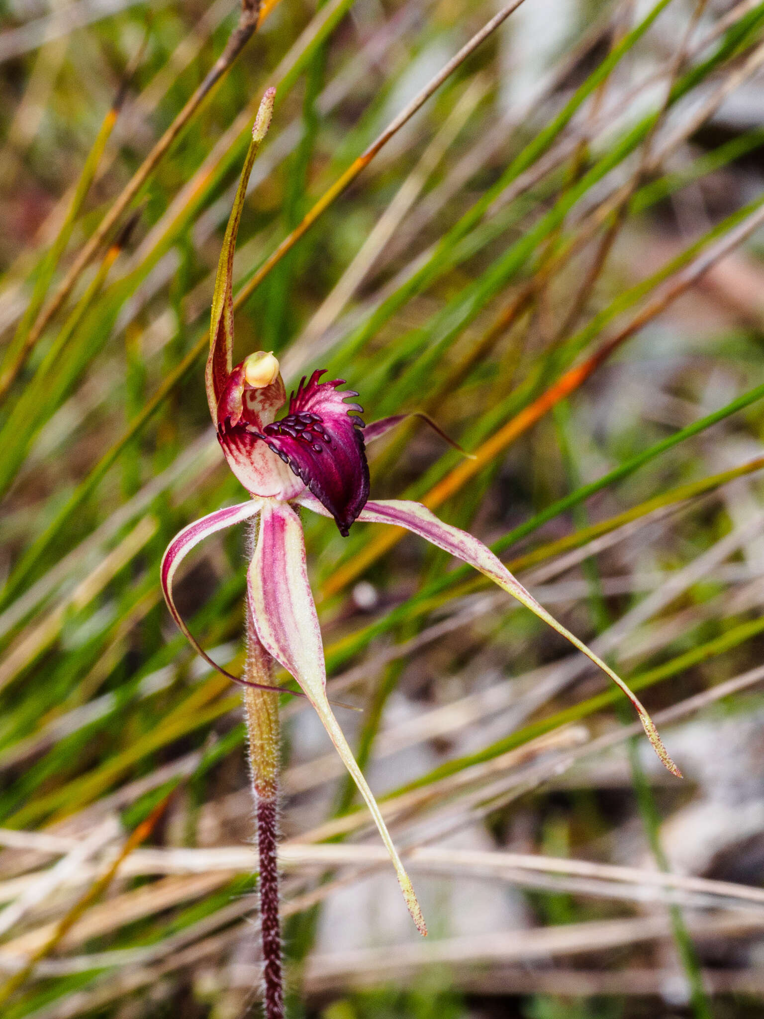 Image of Bats Ridges spider orchid