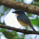 Image of Large Blue Flycatcher