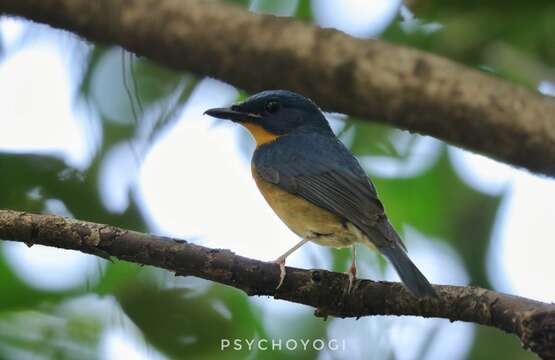 Image of Large Blue Flycatcher