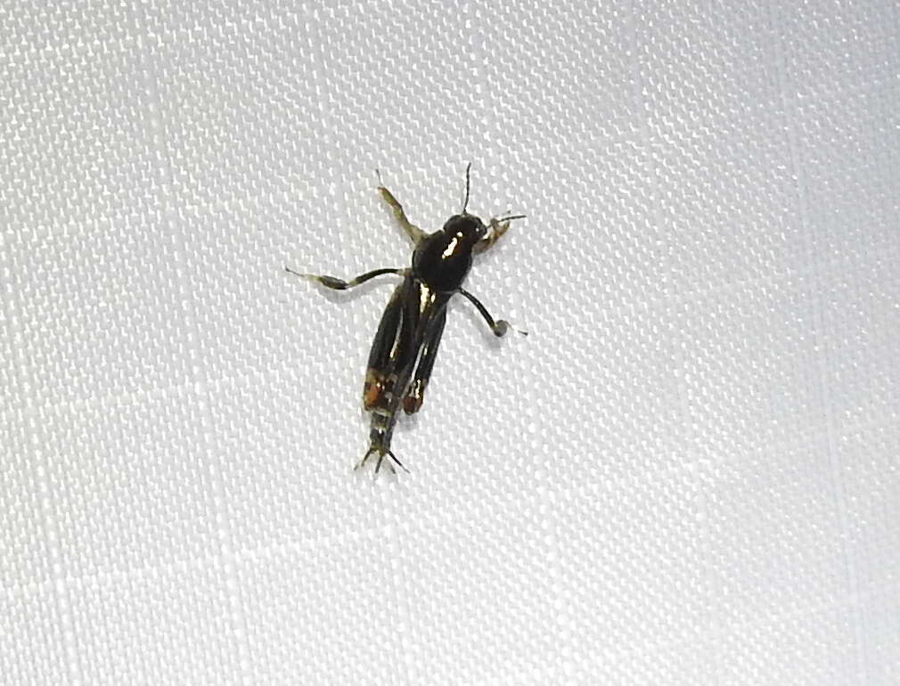 Image of Larger Pygmy Mole Grasshopper