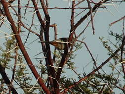 Image of Curruca subcoerulea orpheana (Clancey 1954)