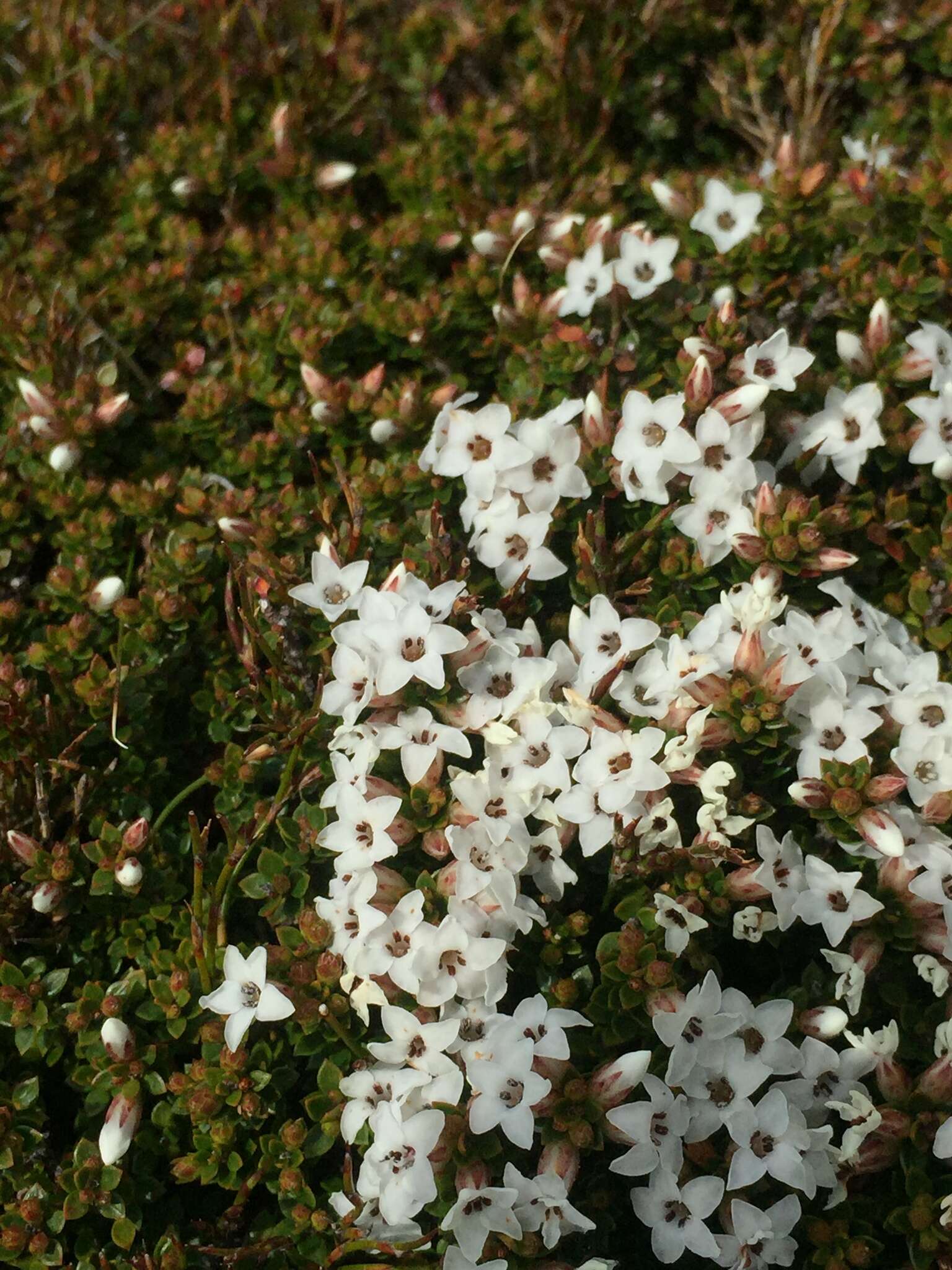 Plancia ëd Epacris serpyllifolia R. Br.