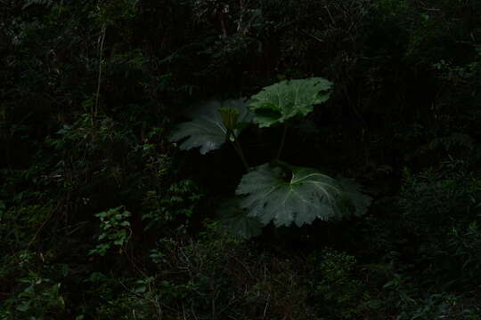 Image of giant rhubarb