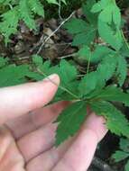 Image of largefruit blacksnakeroot