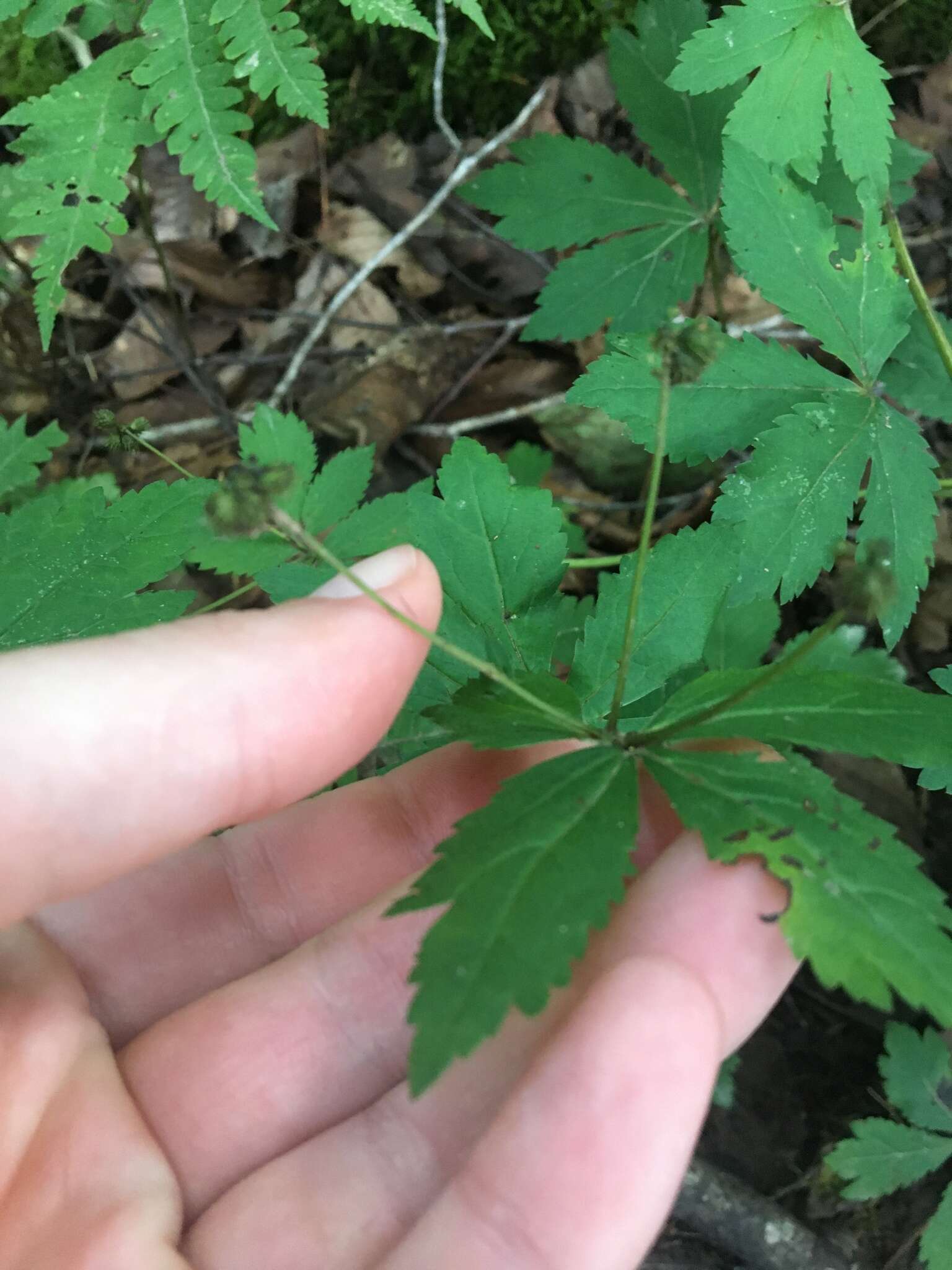 Image of largefruit blacksnakeroot