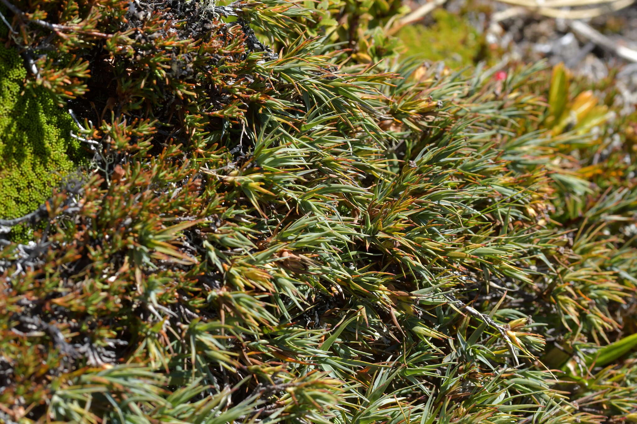 Слика од Dracophyllum kirkii Berggr.