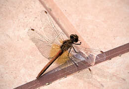 Image of Yellow-winged Darter