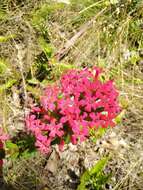 Image of Crassula coccinea L.