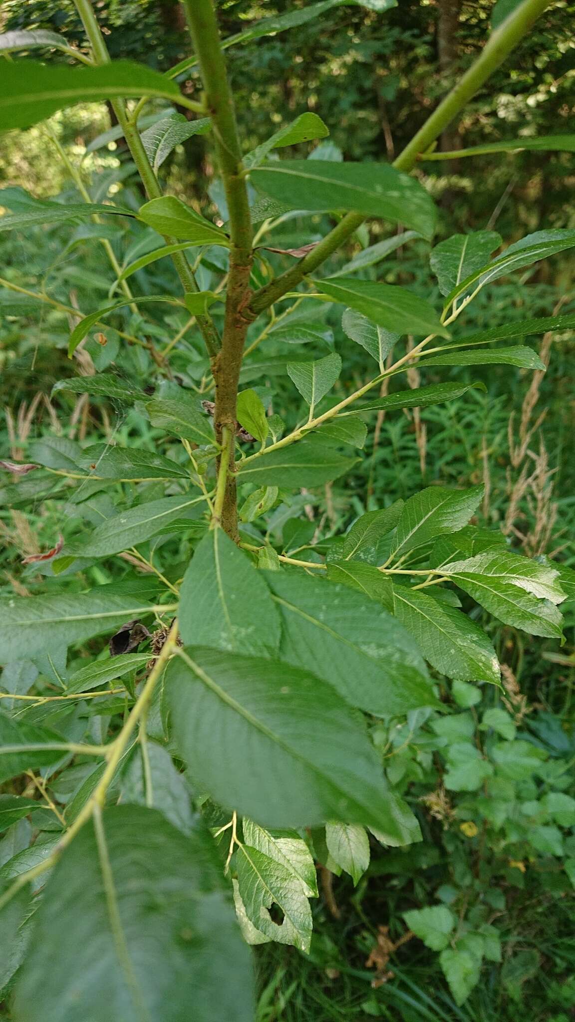 Image of tea-leaved willow