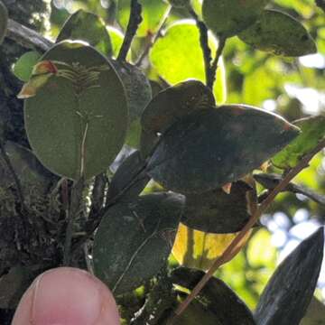 Image of Lepanthes disticha (A. Rich. & Galeotti) Garay & R. E. Schult.