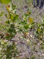 Imagem de Baccharis rhomboidalis Remy