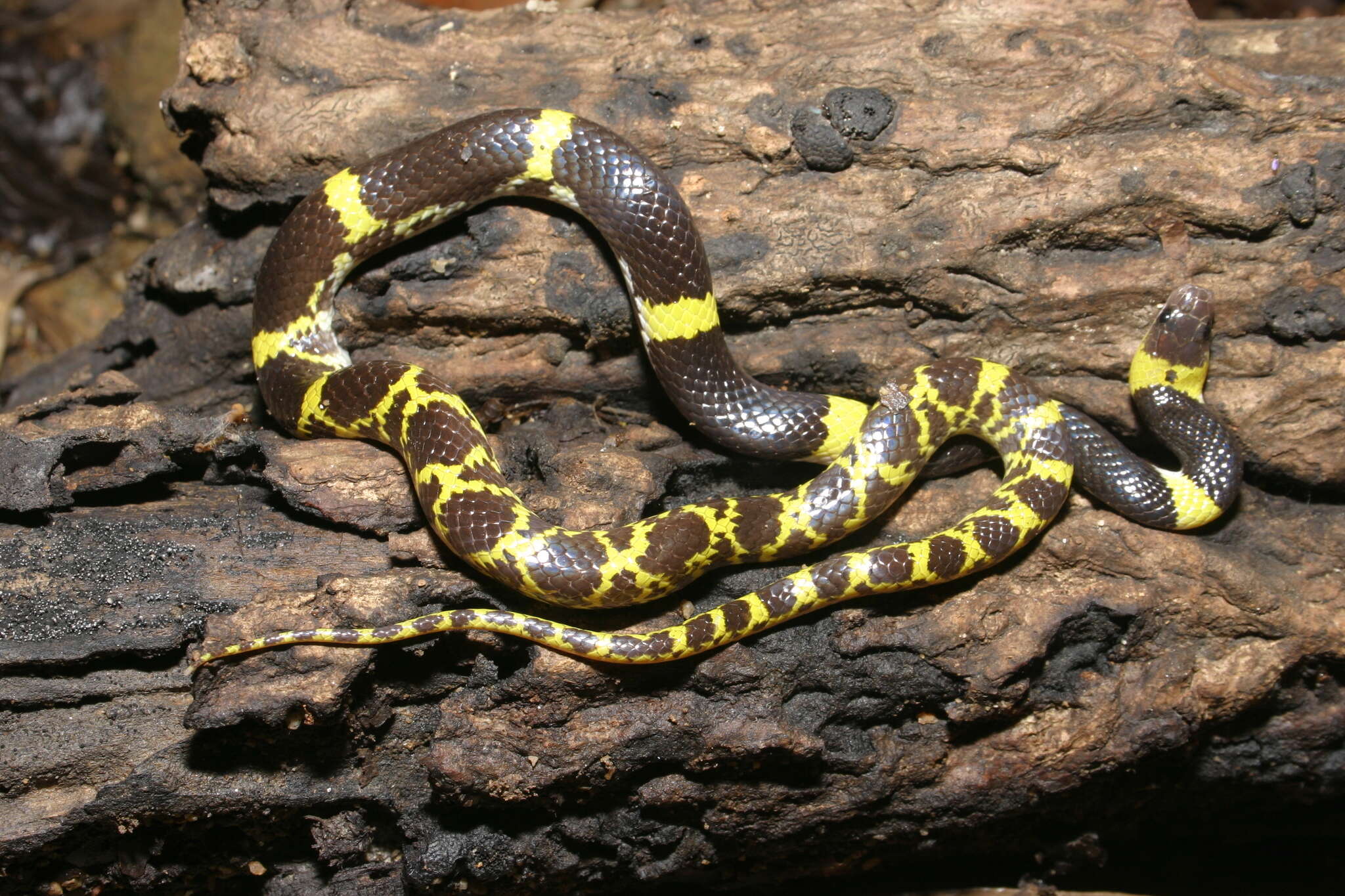 Image of Laos Wolf Snake