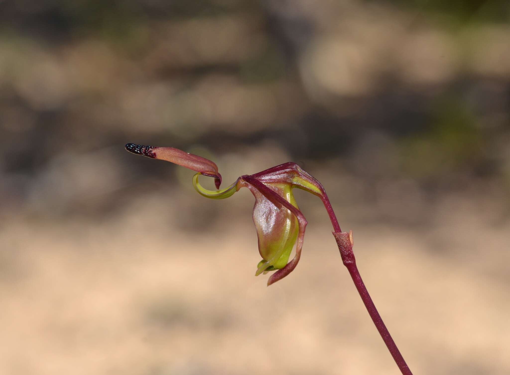 Image of Caleana terminalis (Hopper & A. P. Br.) M. A. Clem.