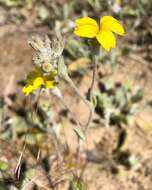 Image of Goodenia robusta (Benth.) K. Krause