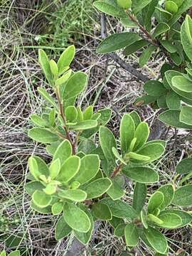 Sivun Diospyros lycioides subsp. guerkei (Kuntze) De Winter kuva