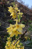 Forsythia koreana (Rehder) Nakai resmi