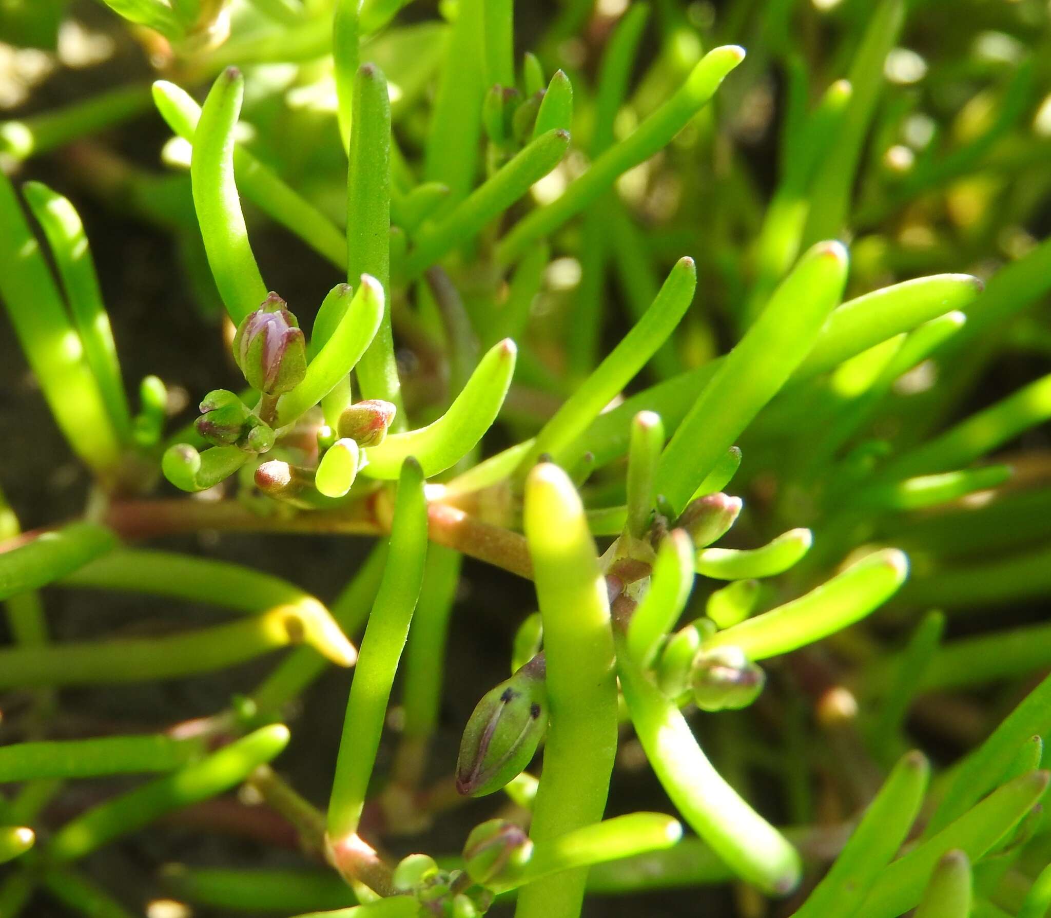 Plancia ëd Spergularia canadensis (Pers.) G. Don