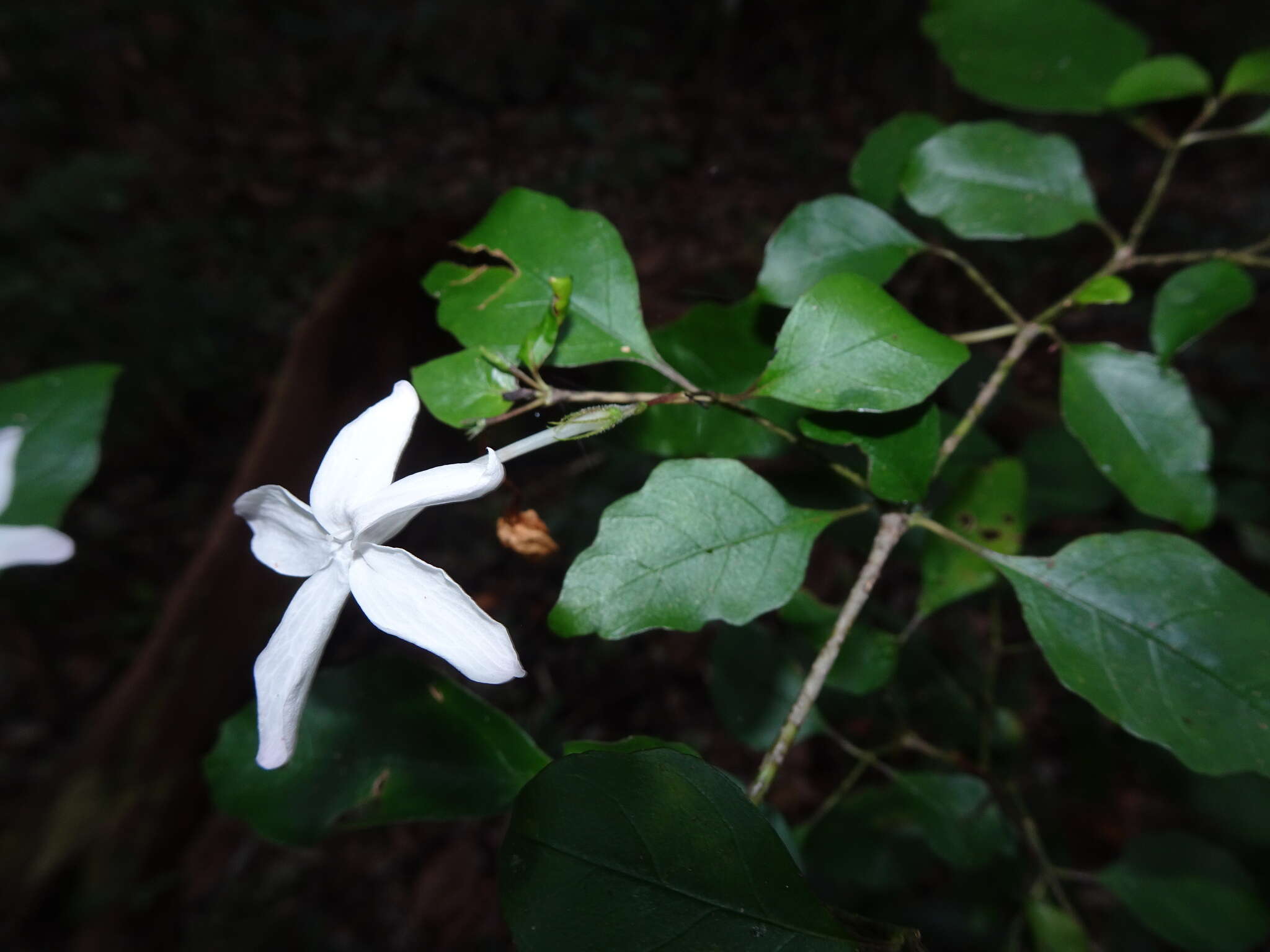 Image de Pseuderanthemum repandum (G. Forster) Guillaumin