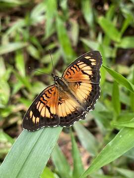 Image of <i>Junonia <i>sophia</i></i> sophia