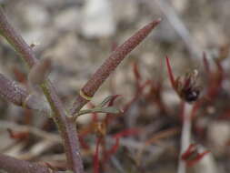 Image de Sisymbrella aspera (L.) Spach