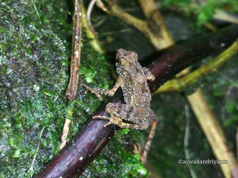 Image of Bourbon Toad