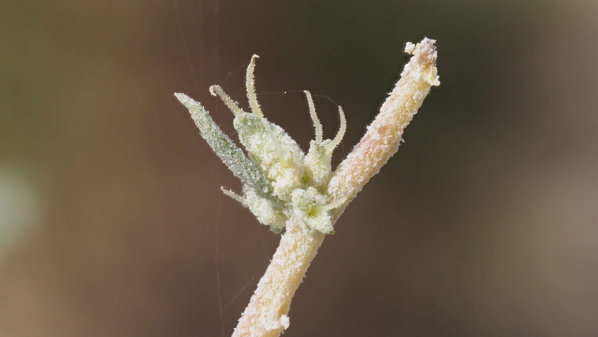 Sivun Atriplex linearis S. Wats. kuva