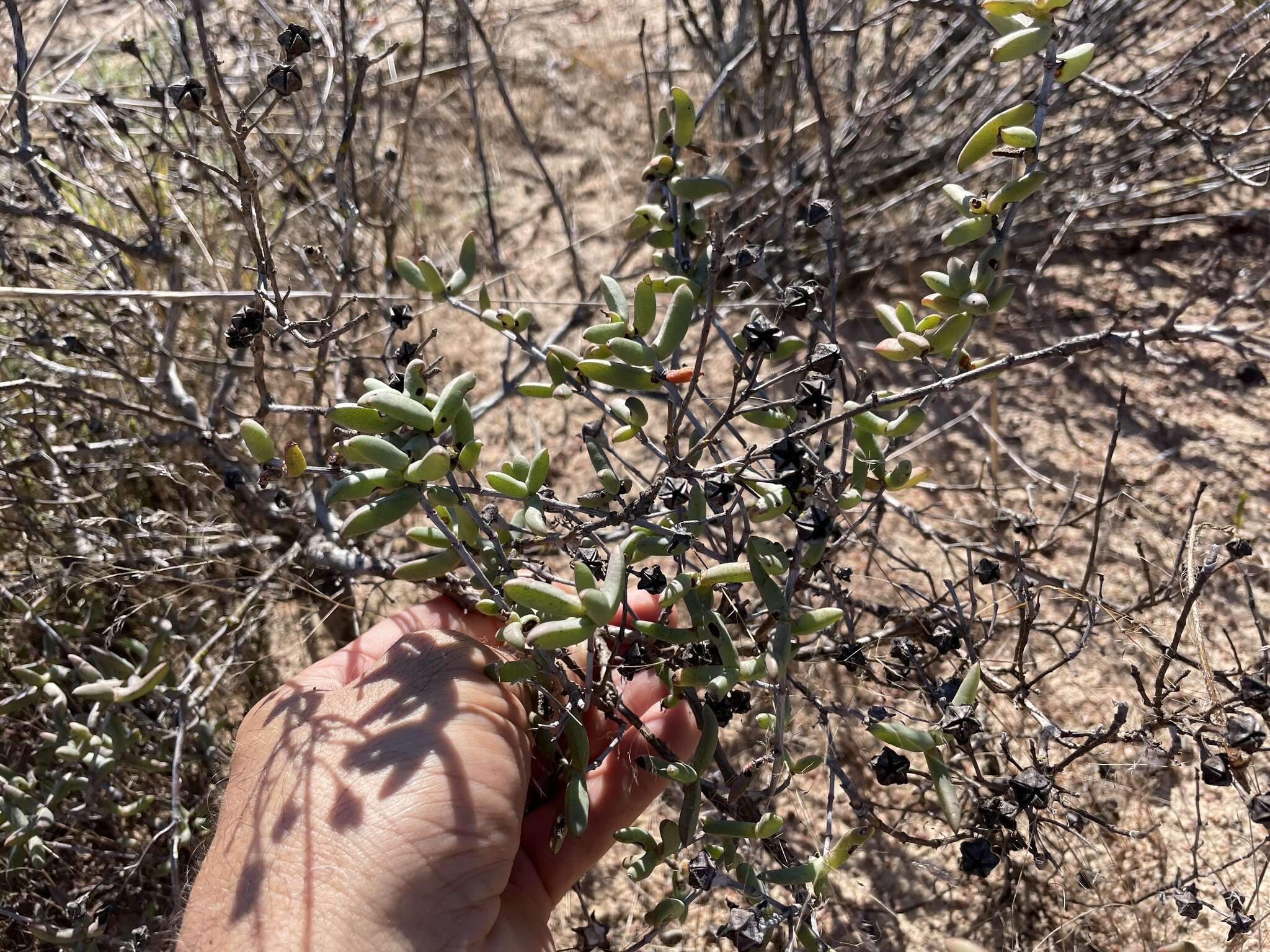 Image of Ruschiella argentea (L. Bol.) Klak