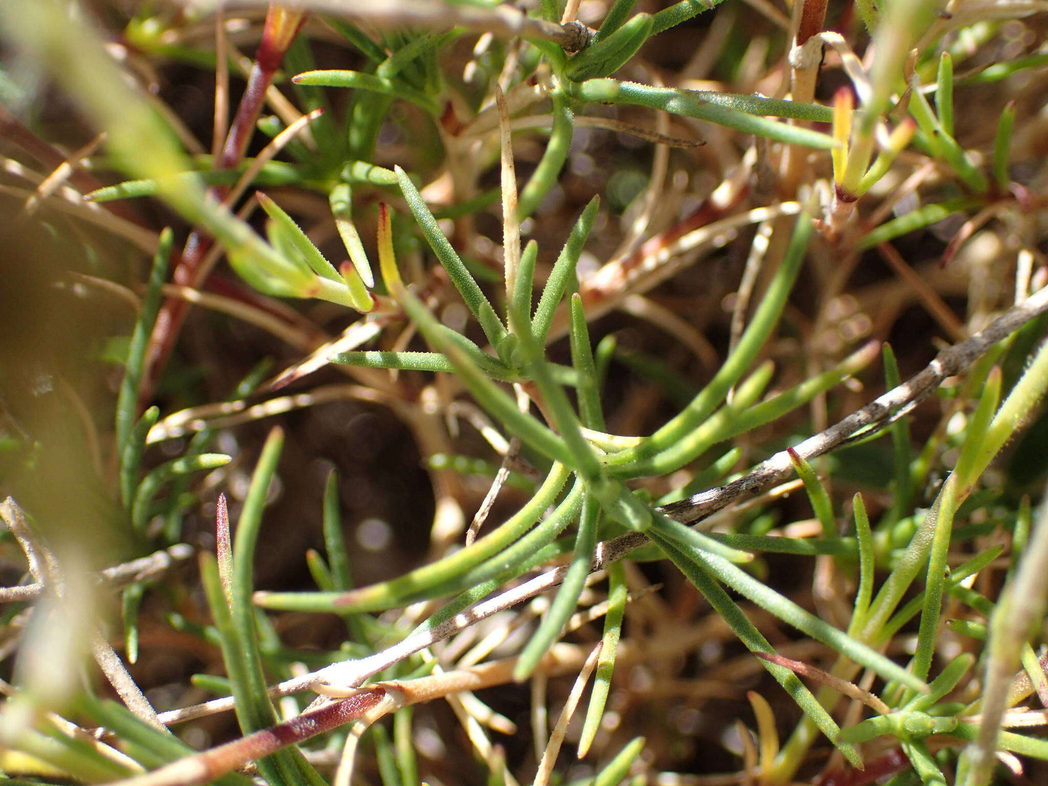 Plancia ëd Cherleria capillacea (All.) A. J. Moore & Dillenb.