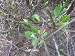 Image of Cuscuta nitida Choisy