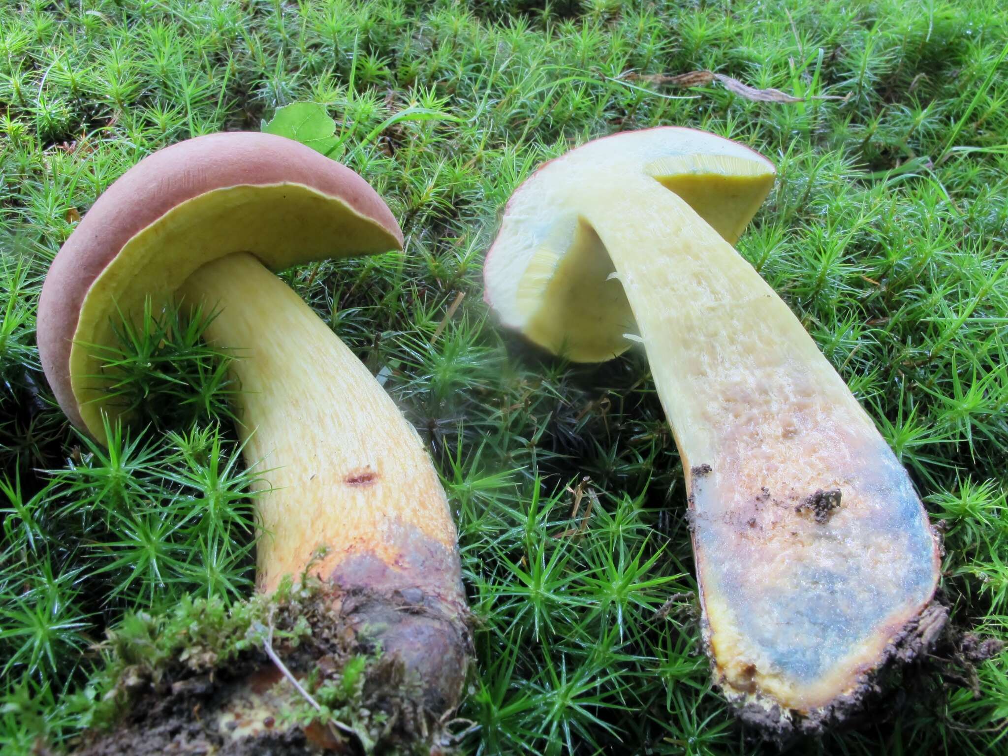 Sivun Boletus miniatopallescens A. H. Sm. & Thiers 1971 kuva