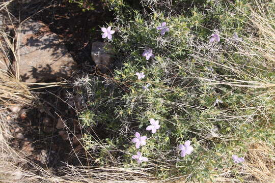 Image of Barleria merxmuelleri P. G. Meyer