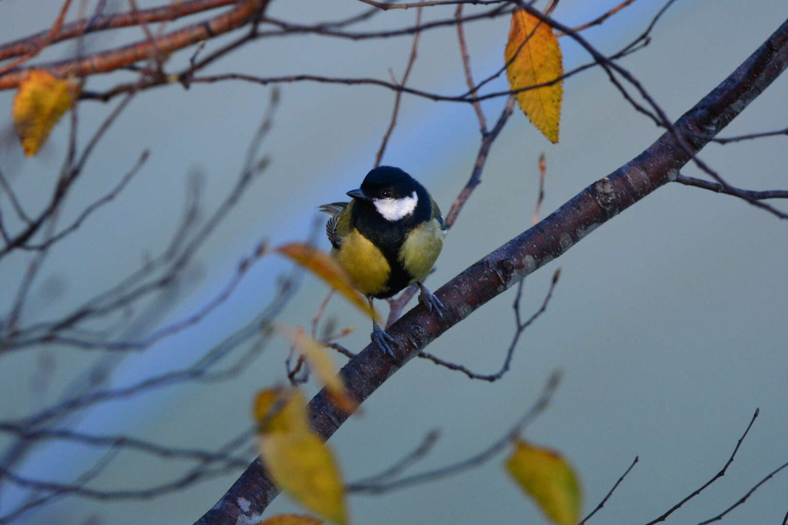 Image of Parus major corsus Kleinschmidt & O 1903