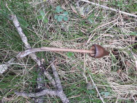 Image of Entoloma hirtipes (Schumach.) M. M. Moser 1978