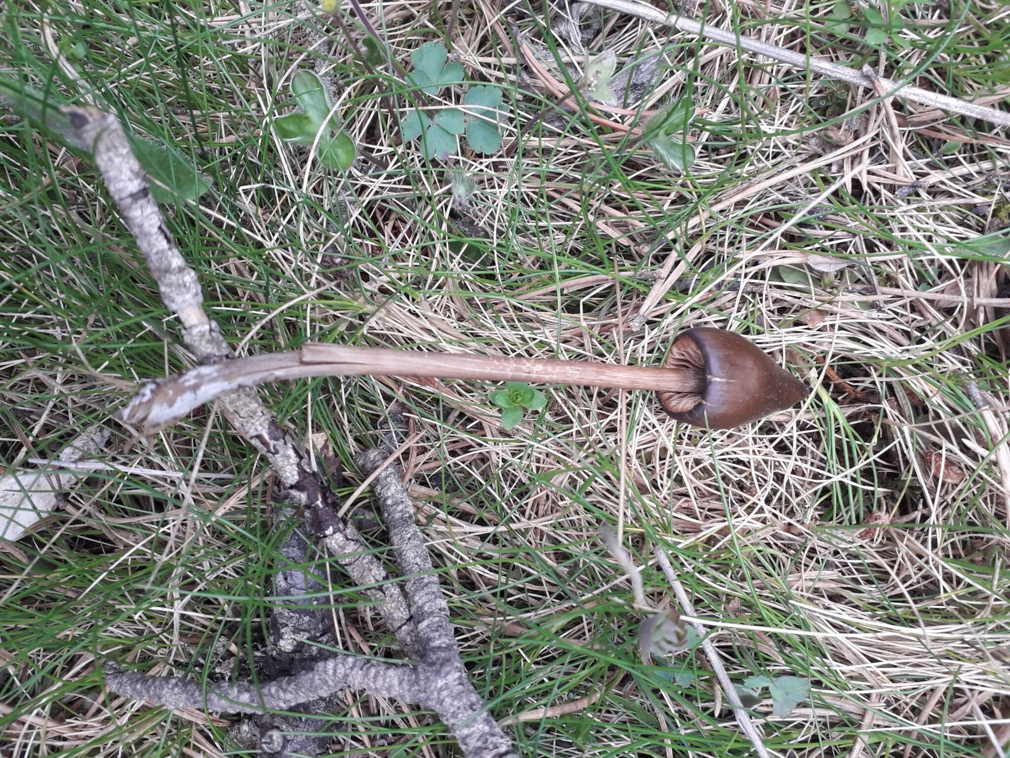 Image de Entoloma hirtipes (Schumach.) M. M. Moser 1978