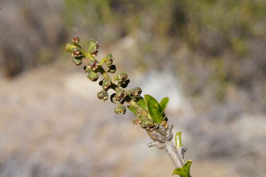 Image of Anisomeria littoralis (Poepp. & Endl.) Moq.