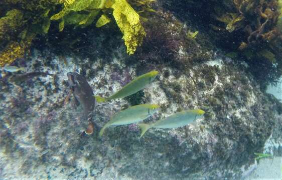 Image of Dusky rabbitfish