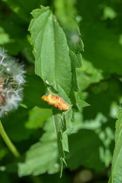 Imagem de Puccinia urticata F. Kern 1917