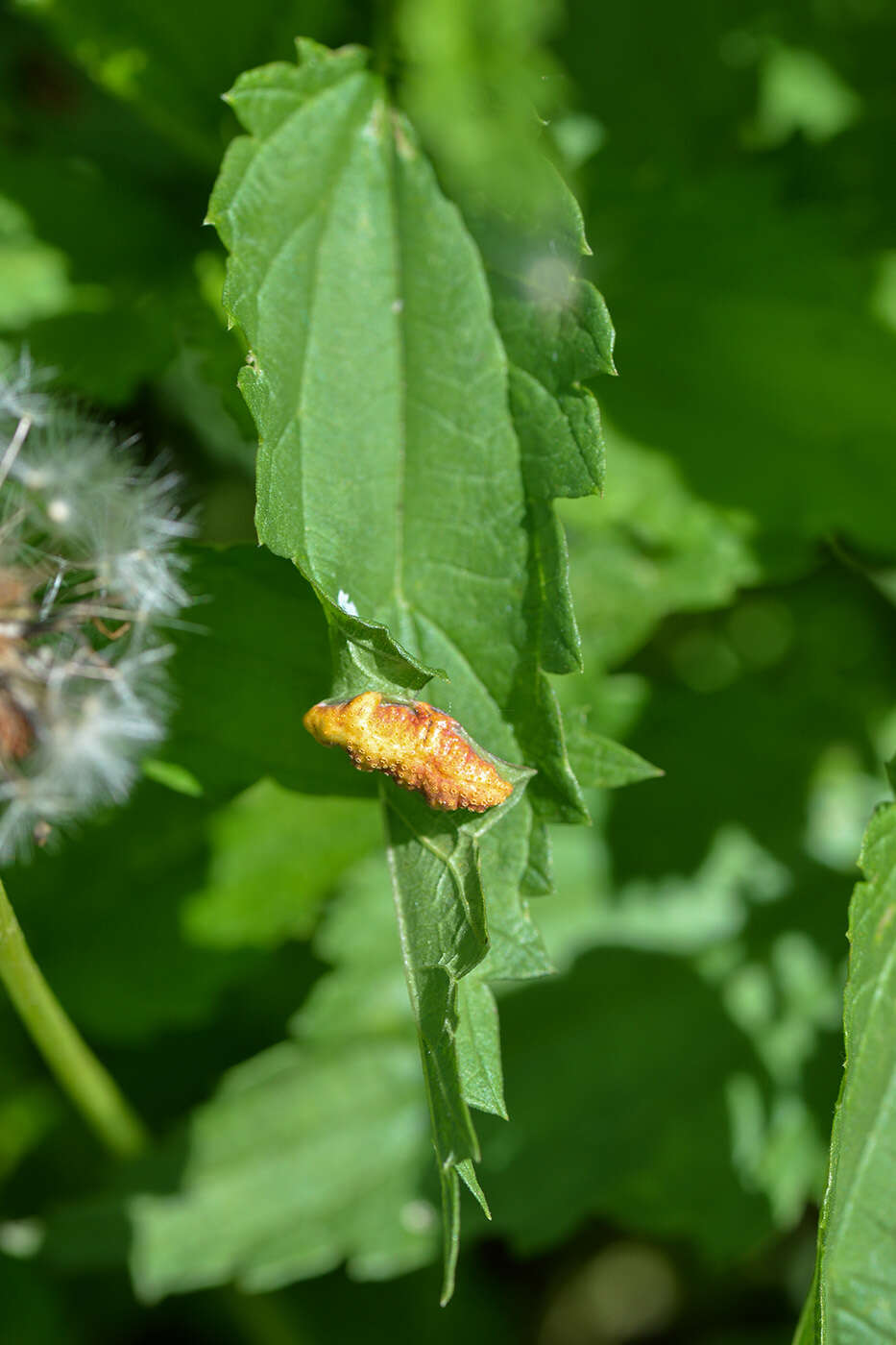 Image of nettle rust (fungus)