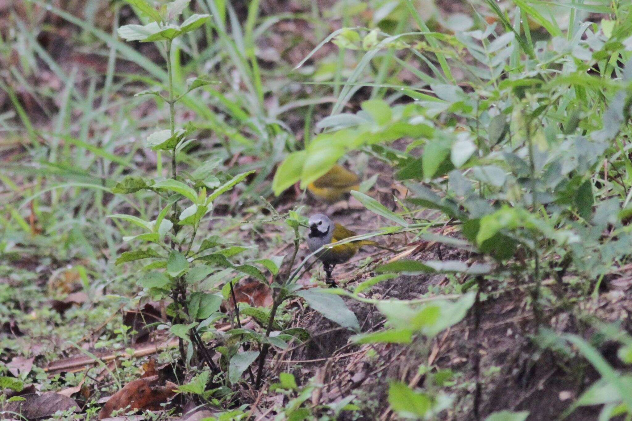 Image of Grey-headed Oliveback