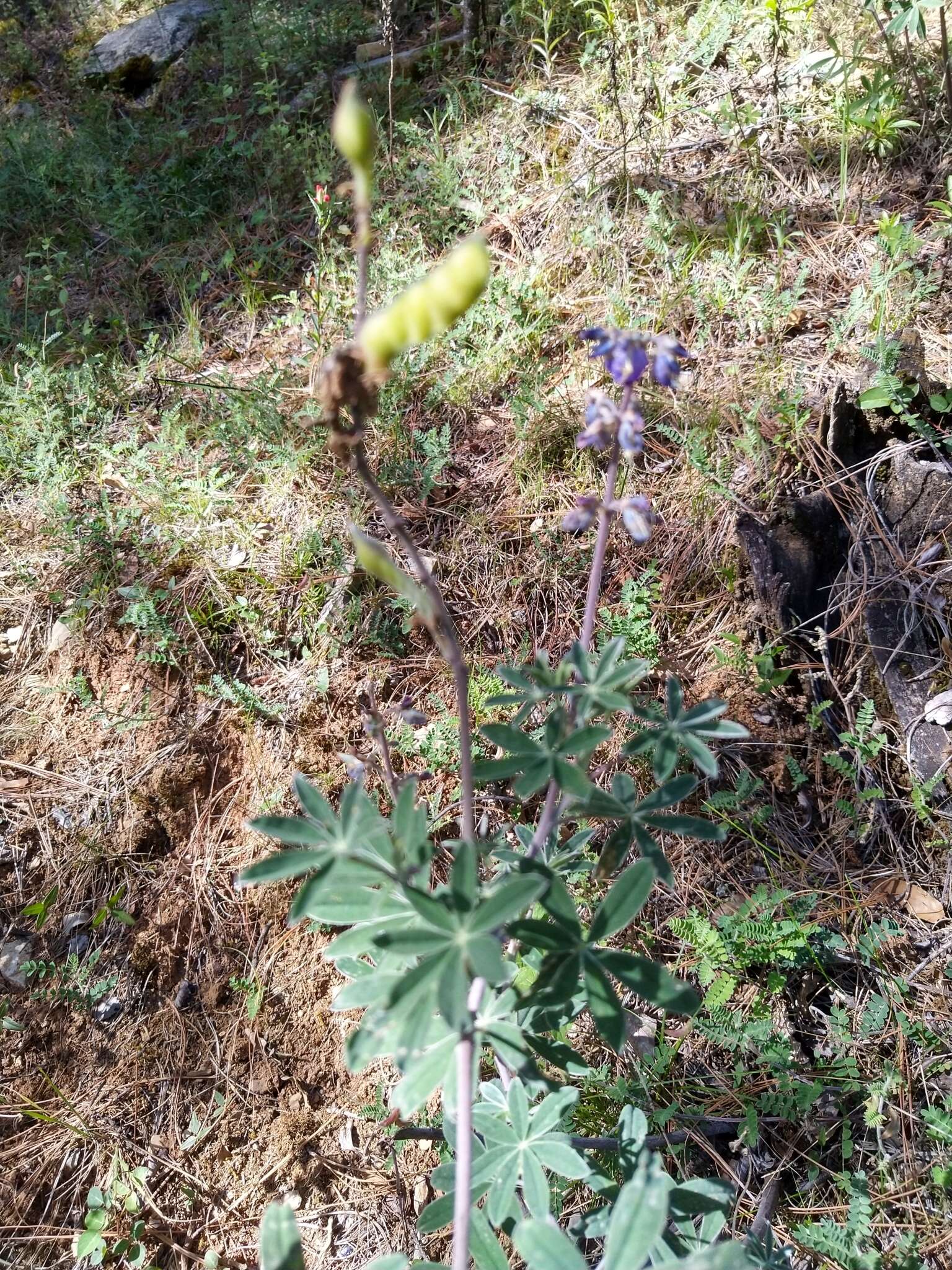 Image of <i>Lupinus caballoanus</i>