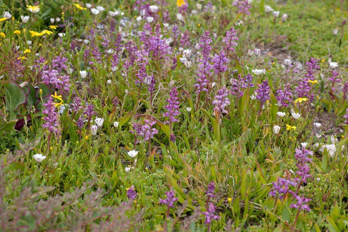 Image of Lachenalia pallida Aiton