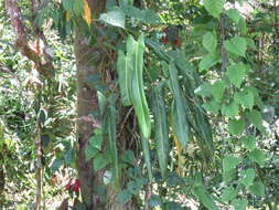 Philodendron spiritus-sancti G. S. Bunting resmi