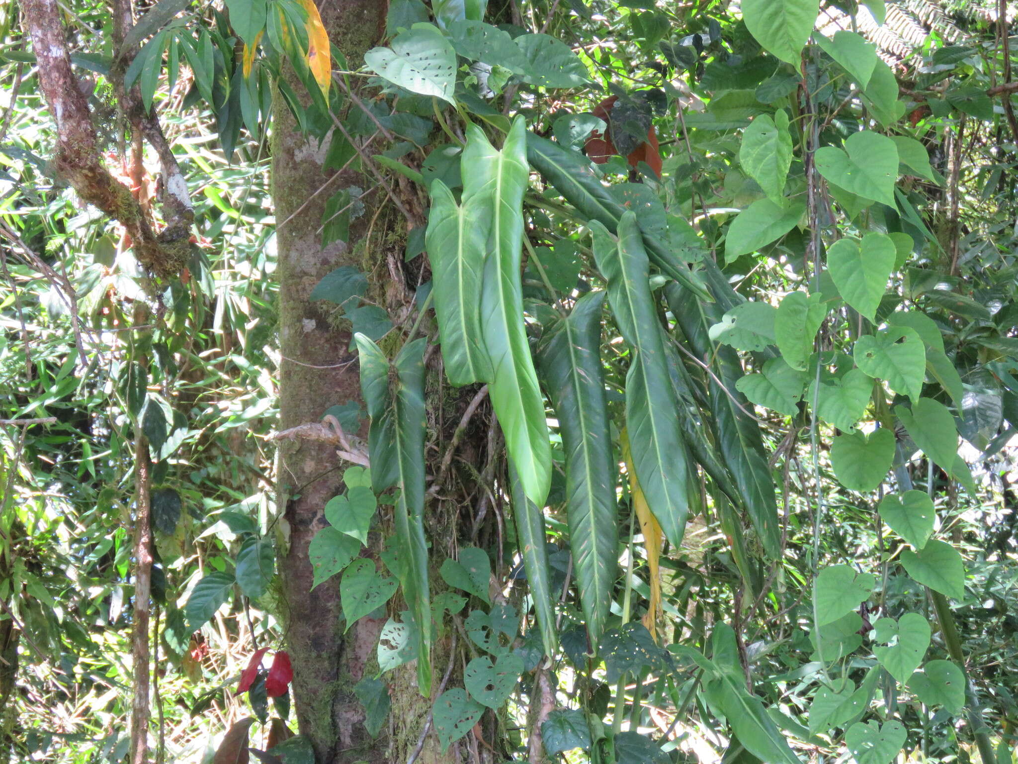 Philodendron spiritus-sancti G. S. Bunting resmi