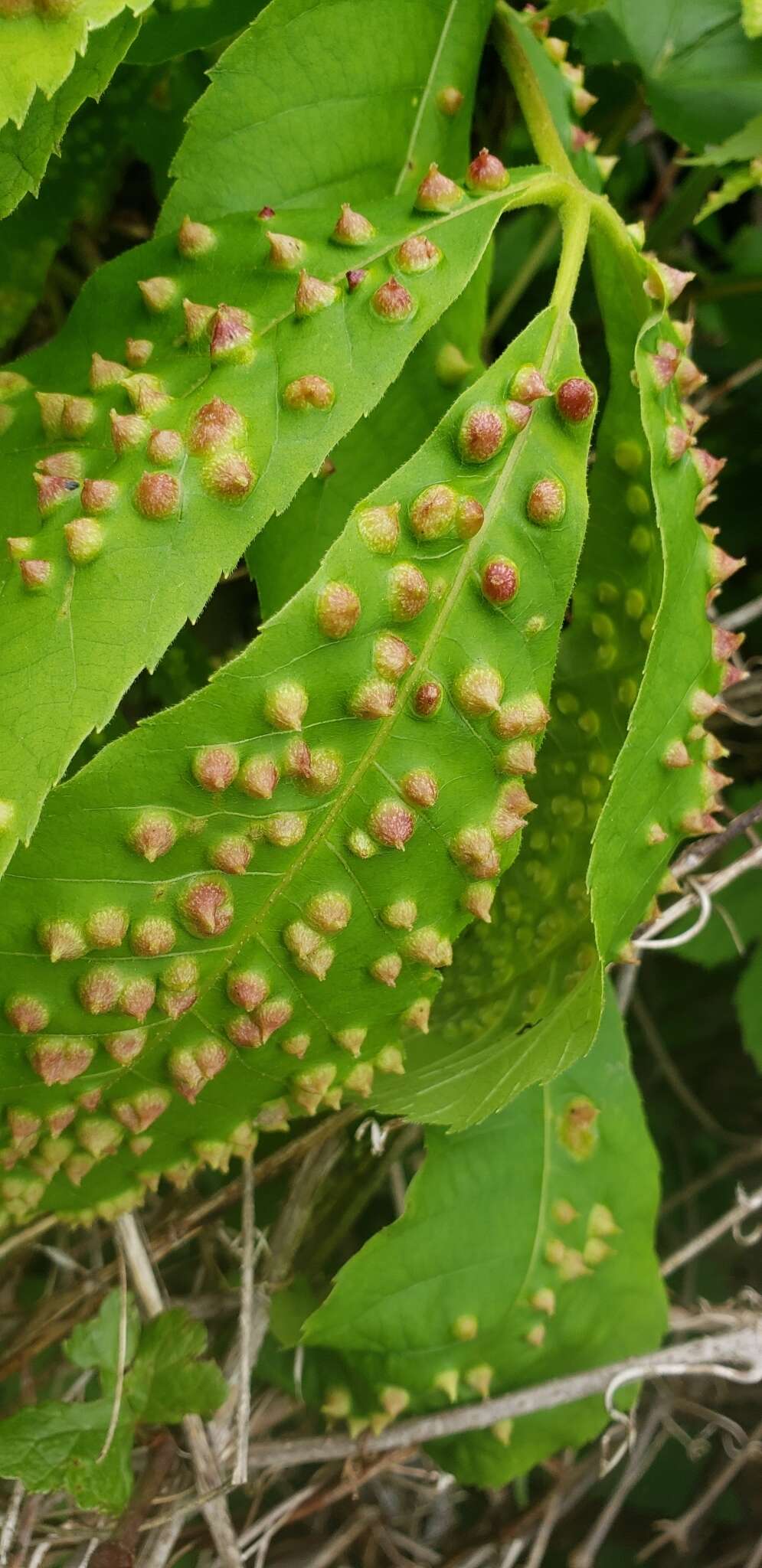 Image of Phylloxera caryaefallax Riley & C. V. 1874