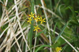 Image of Ixeridium dentatum subsp. dentatum